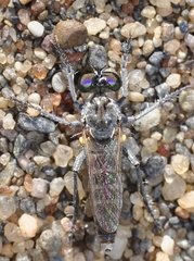 Stichopogon schineri