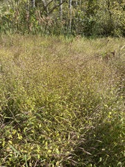 Brachypodium pinnatum