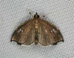 Perispasta caeculalis