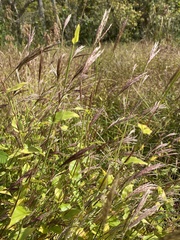 Brachypodium pinnatum