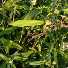 Symphyotrichum lanceolatum