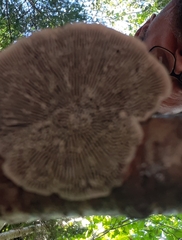 Daedaleopsis confragosa