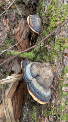 Fomitopsis