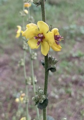 Verbascum sinuatum