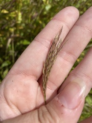 Brachypodium pinnatum
