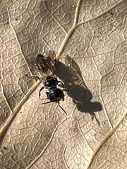 Pemphredonina