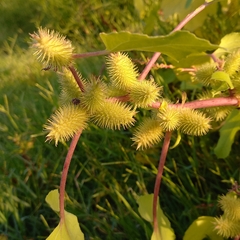 Xanthium strumarium