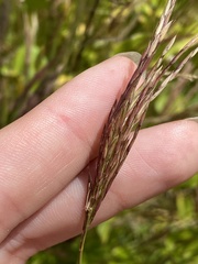 Brachypodium pinnatum