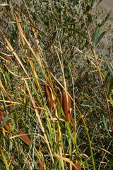 Typha laxmannii