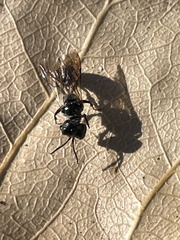 Pemphredonina