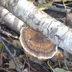 Daedaleopsis confragosa