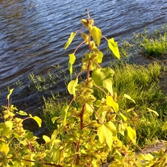 Xanthium strumarium