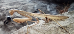 Mantis religiosa religiosa