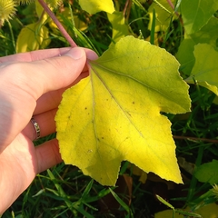 Xanthium strumarium