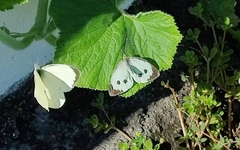 Pieris brassicae azorensis