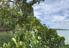 Terminalia buceras