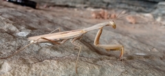 Mantis religiosa religiosa