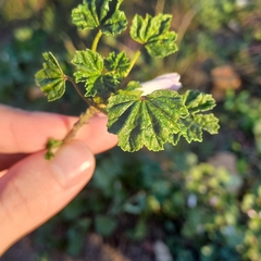 Malva neglecta