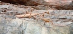 Mantis religiosa religiosa