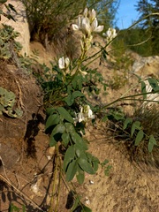 Hedysarum gmelinii
