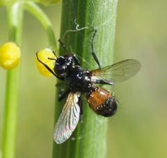 Besseria zonaria