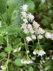 Ageratina