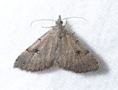 Nychioptera noctuidalis
