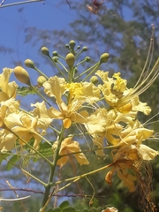Caesalpinia pulcherrima