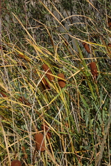 Typha laxmannii