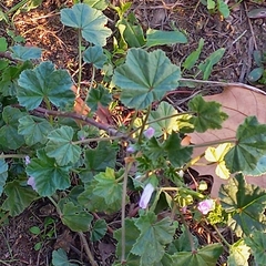 Malva neglecta