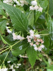Ageratina