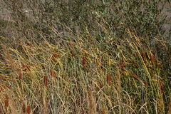 Typha laxmannii
