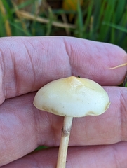 Protostropharia semiglobata