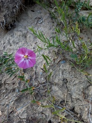 Convolvulus chinensis