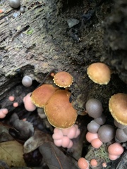 Flammulaster erinaceellus