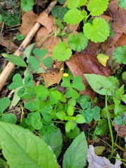 Oxalis stricta