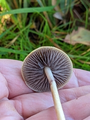 Protostropharia semiglobata