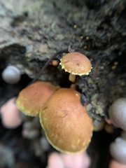 Flammulaster erinaceellus