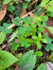 Oxalis stricta
