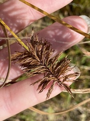 Cyperus strigosus