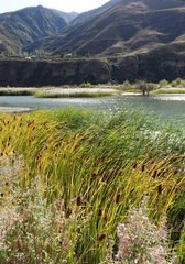 Typha laxmannii