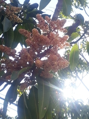 Mangifera indica