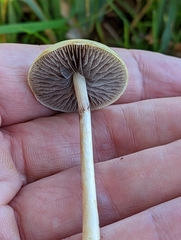 Protostropharia semiglobata