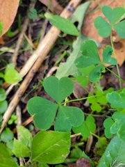 Oxalis stricta