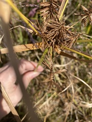 Cyperus strigosus