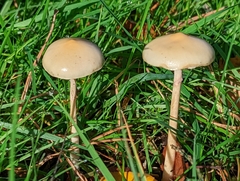Protostropharia semiglobata
