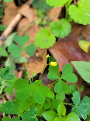 Oxalis stricta