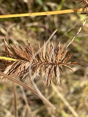 Cyperus strigosus