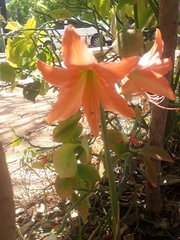 Hippeastrum