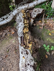 Hypholoma fasciculare